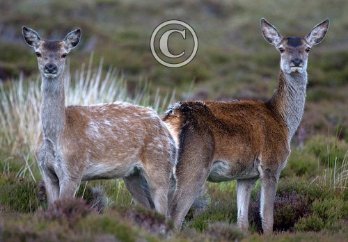 Red Hinds, N Uist 3